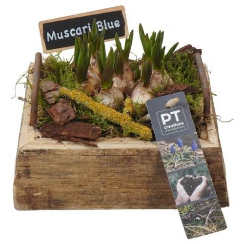 Muscari.Arr PTMB6265 T15 H014