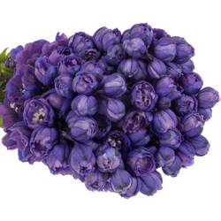 Delphinium violet Texas 50cm