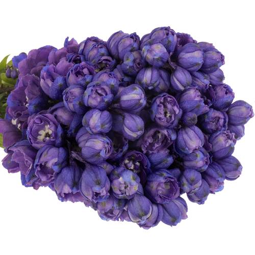 Delphinium violet Texas 50cm
