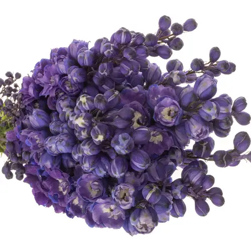 Delphinium violet Texas 50cm
