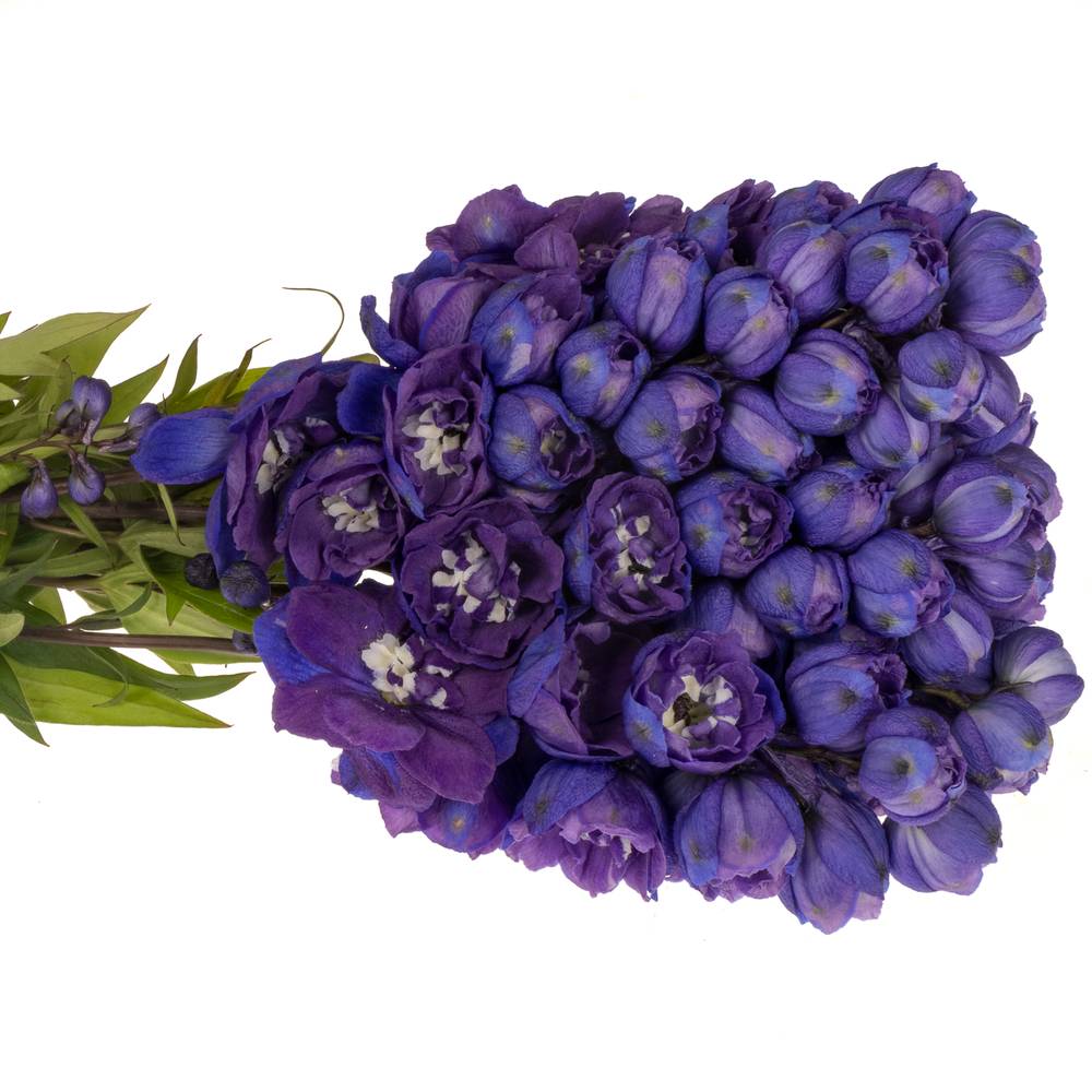 Delphinium violet Texas 50cm