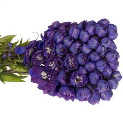 Delphinium violet Texas 50cm