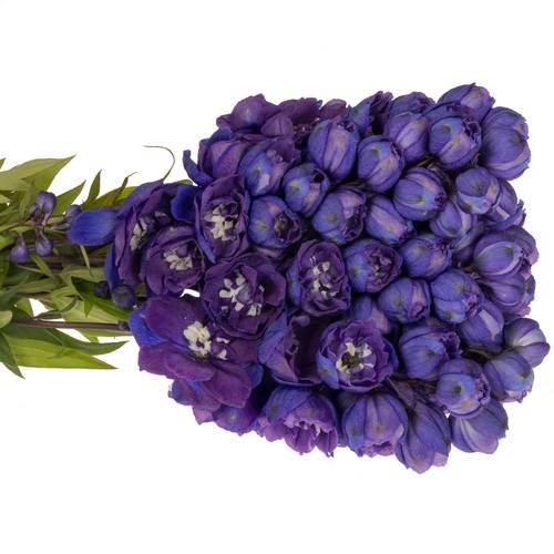 Delphinium violet Texas 50cm