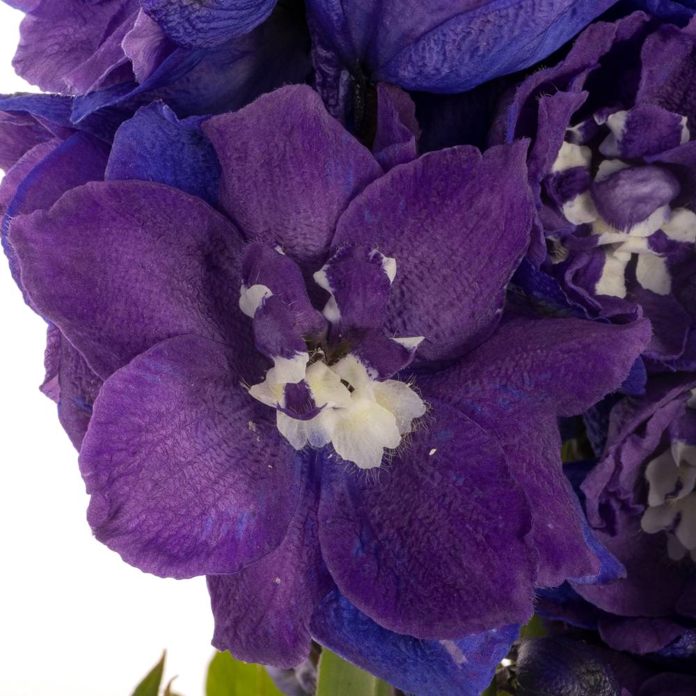 Delphinium violet Texas 50cm