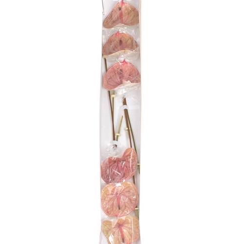 Anthurium rosa Tequila Blüte 13cm