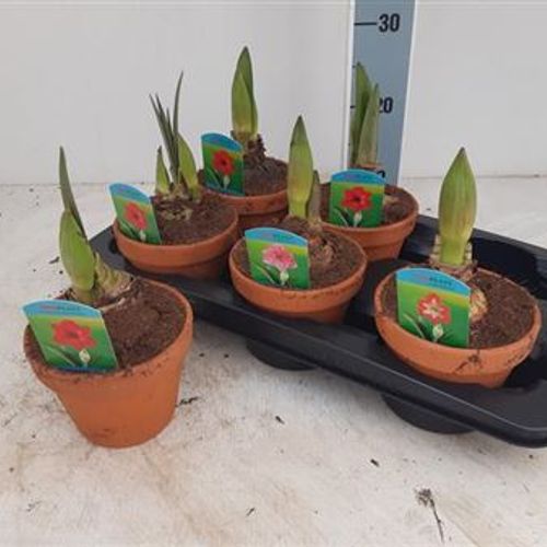 Amaryllis 2er mix Schnapchen Von Uhr