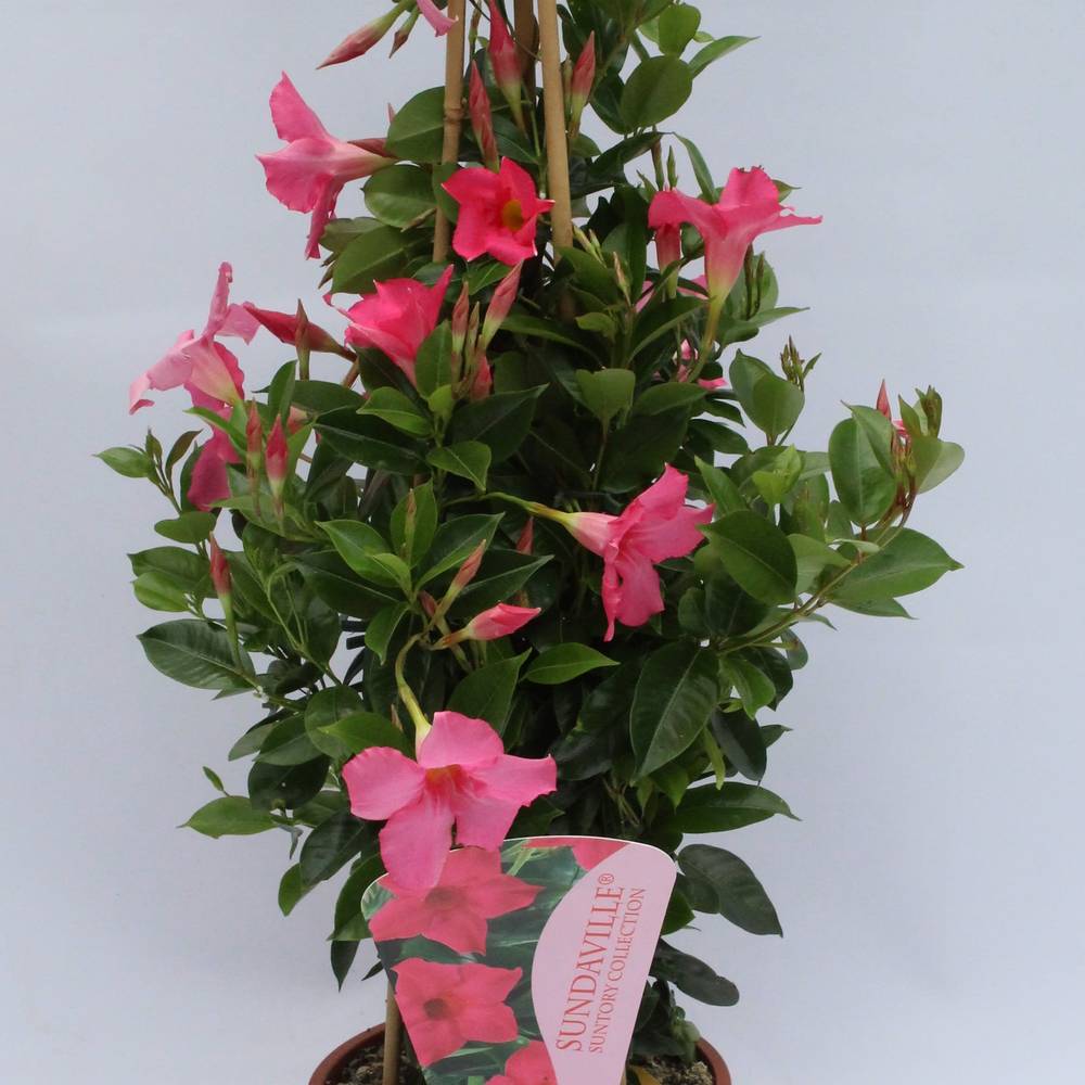Mandevilla Dipl. pink Piramid T19 H075