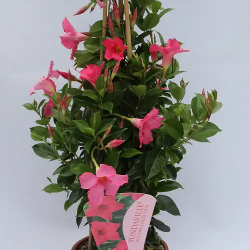 Mandevilla Dipl. pink Piramid T19 H075