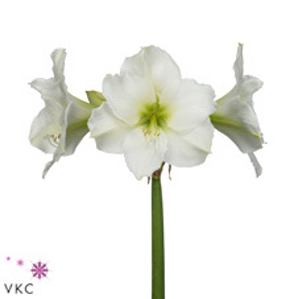 Amaryllis Krt.weiss Christmas Gift X18