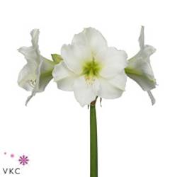 Amaryllis Krt.weiss Christmas Gift X18