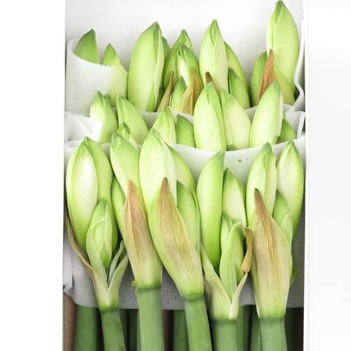 Amaryllis Krt.weiss Christmas Gift X18