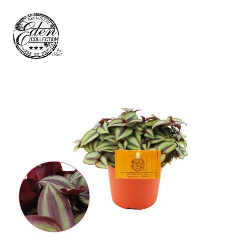 Tradescantia Zebrina T10,5 H10