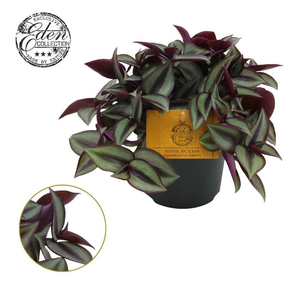Tradescantia Zebrina T10,5 H10