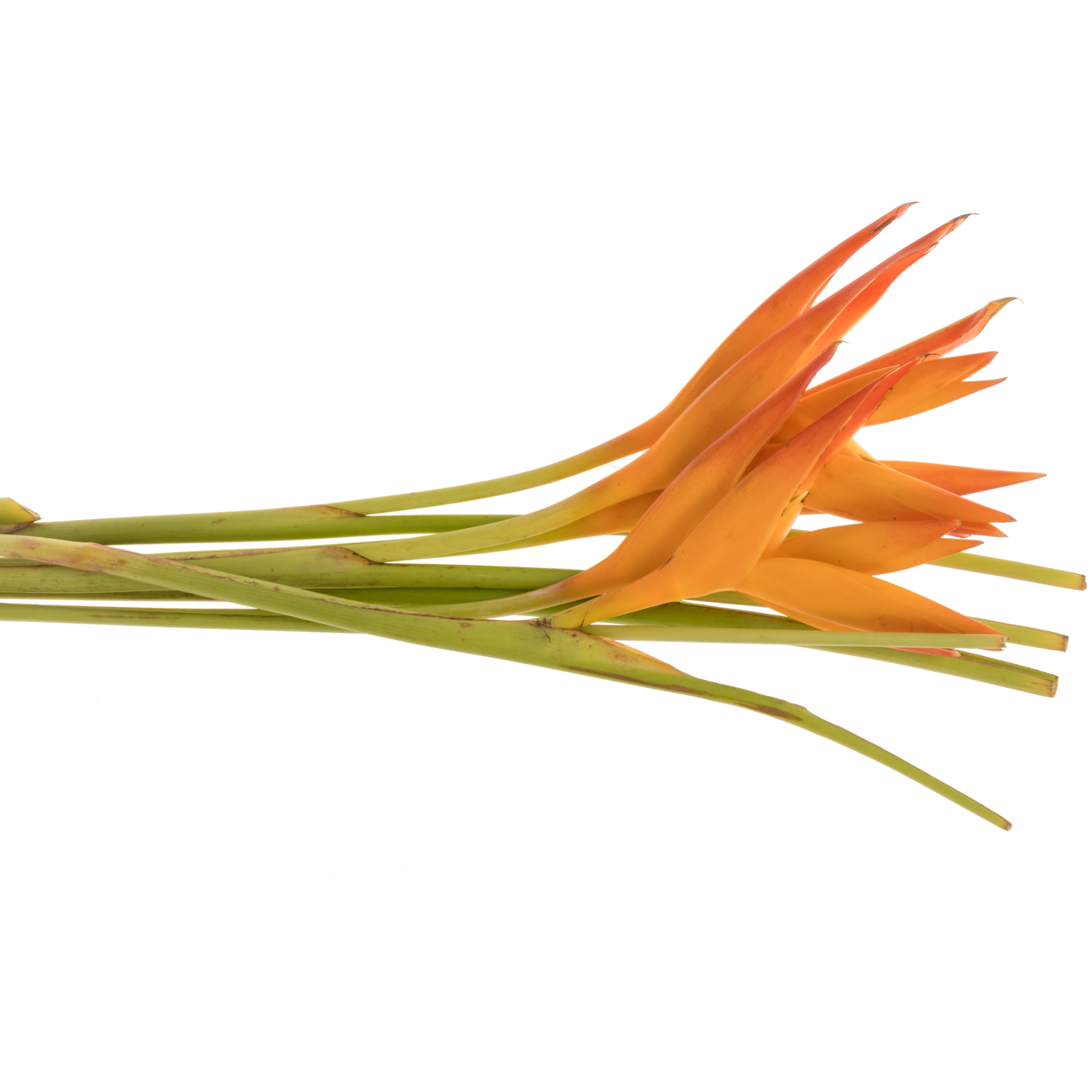 Heliconia Klein orange Tropic Exotic 80cm