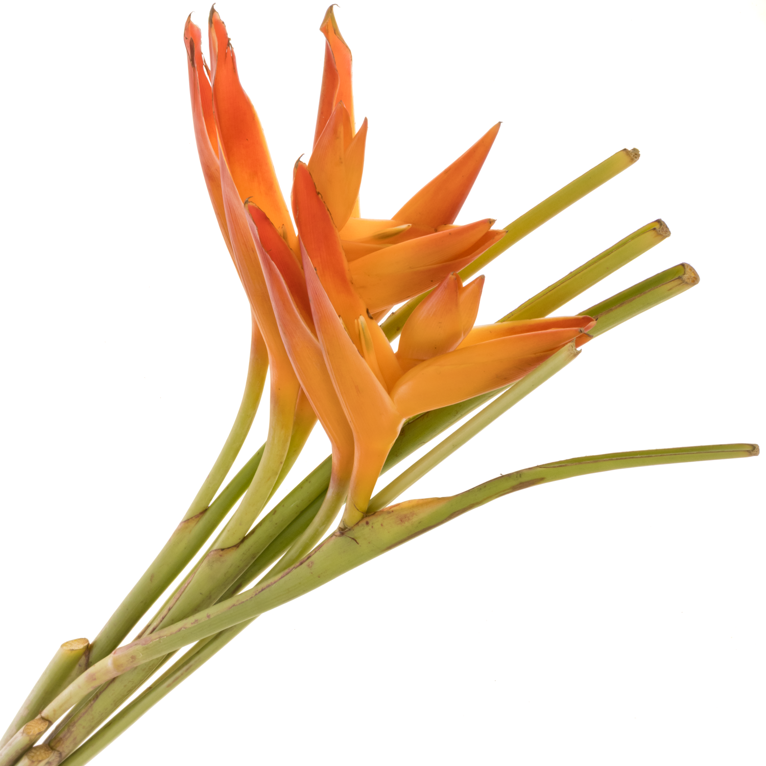 Heliconia Klein orange Tropic Exotic 80cm