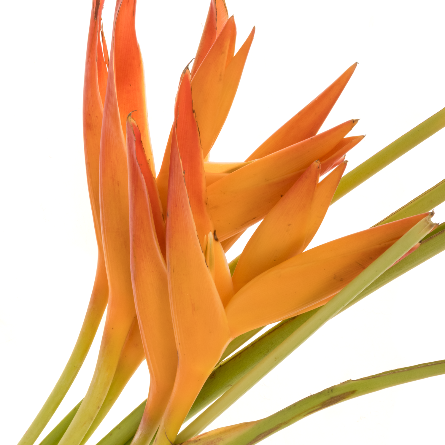 Heliconia Klein orange Tropic Exotic 80cm