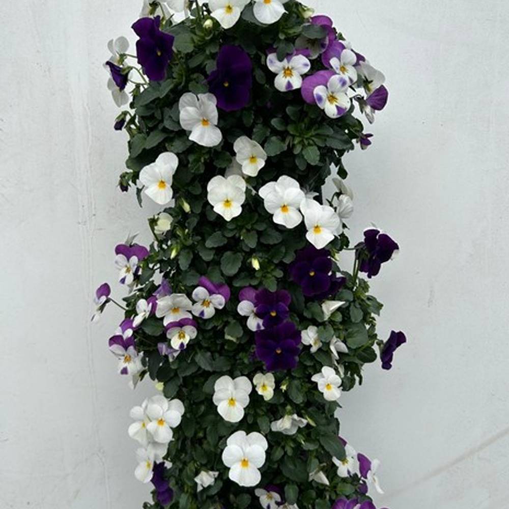 Hornveilchen weiss/lila Wandhänger H025