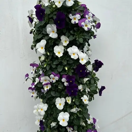 Hornveilchen weiss/lila Wandhänger H025