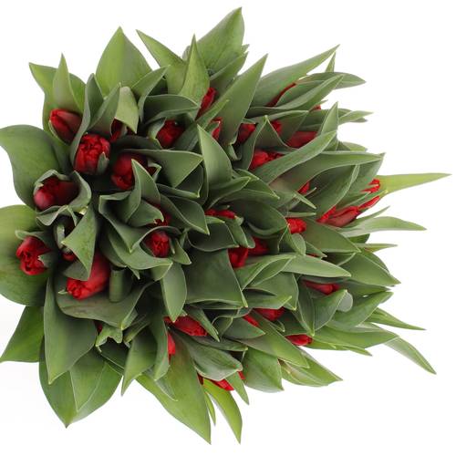 Tulpe rot Toproy 36 Gramm