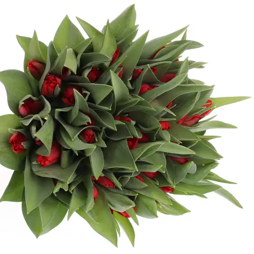 Tulpe rot Toproy 36 Gramm