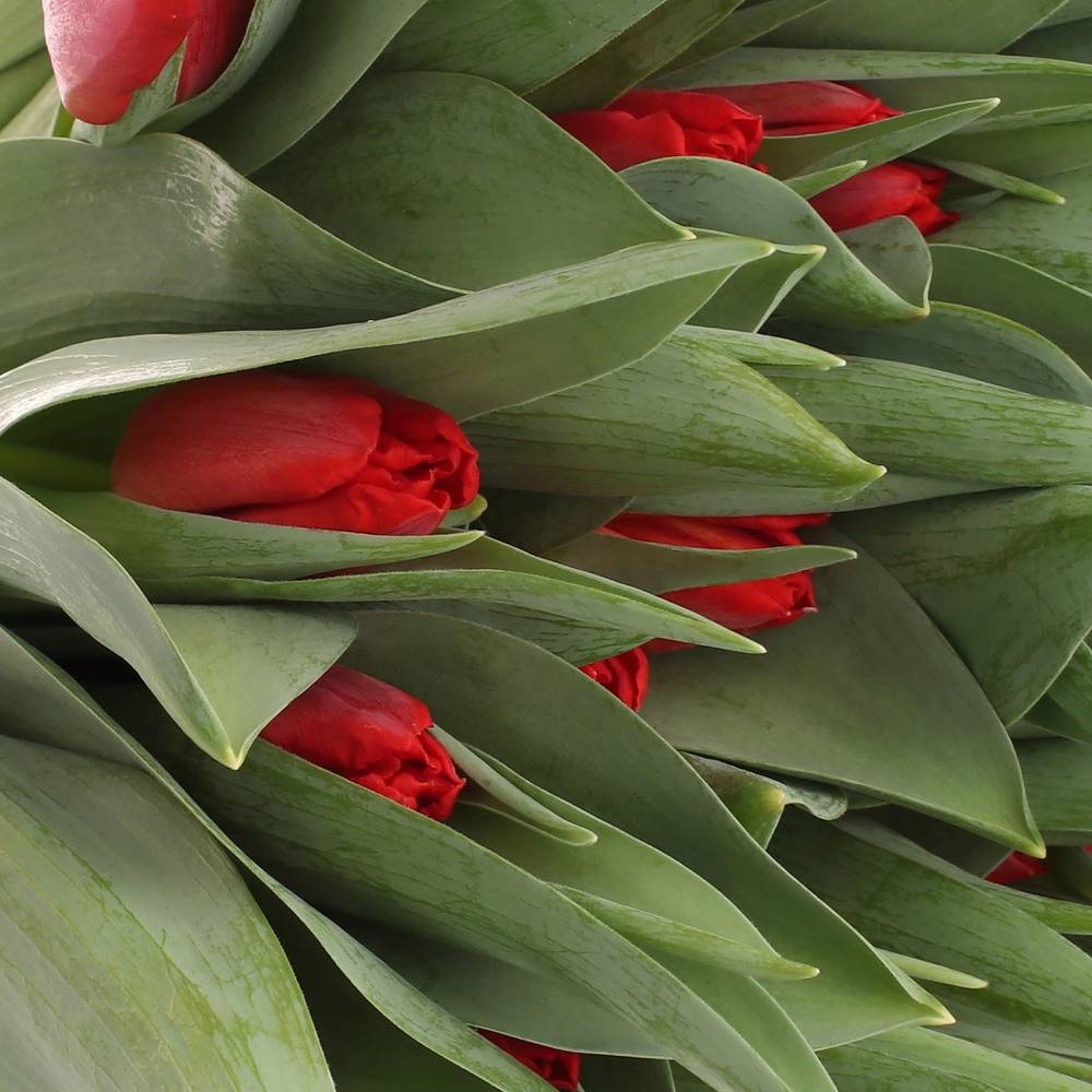 Tulpe rot Toproy 36 Gramm