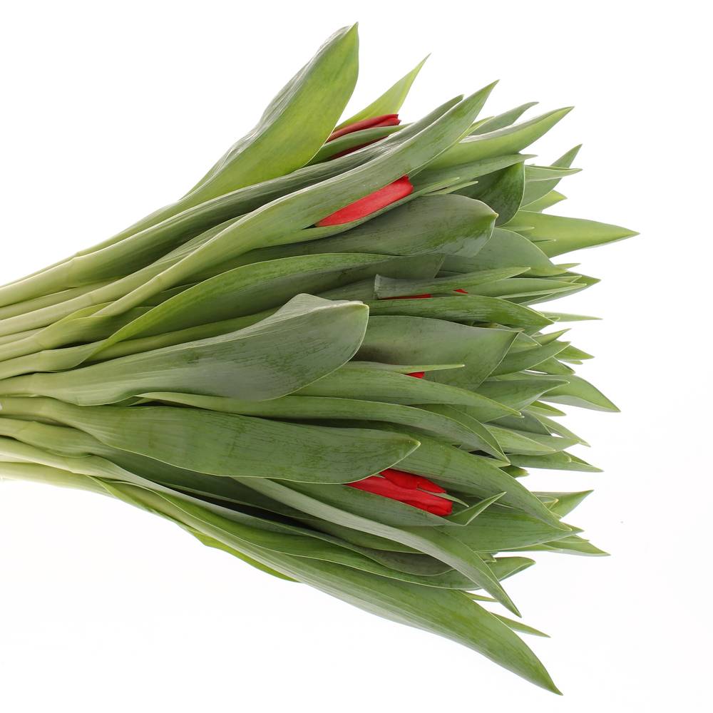 Tulpe rot Toproy 36 Gramm