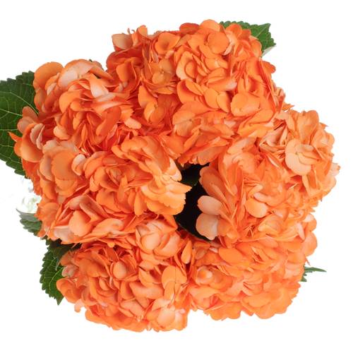 Hortensie orange gefärbt 60cm