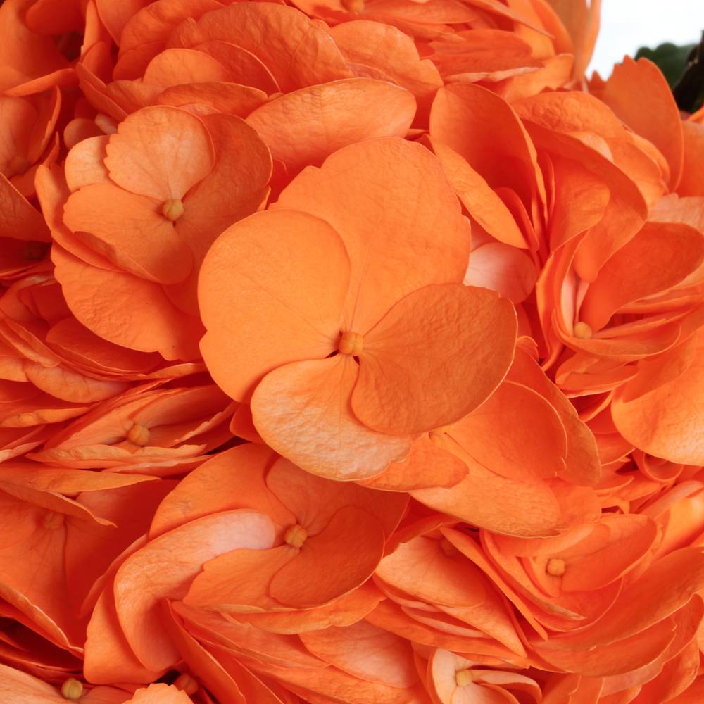 Hortensie orange gefärbt 60cm