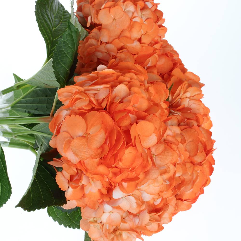 Hortensie orange gefärbt 60cm