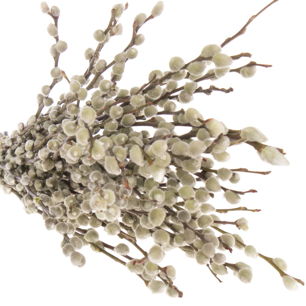 Kätzchen weiss Snowflake 50cm