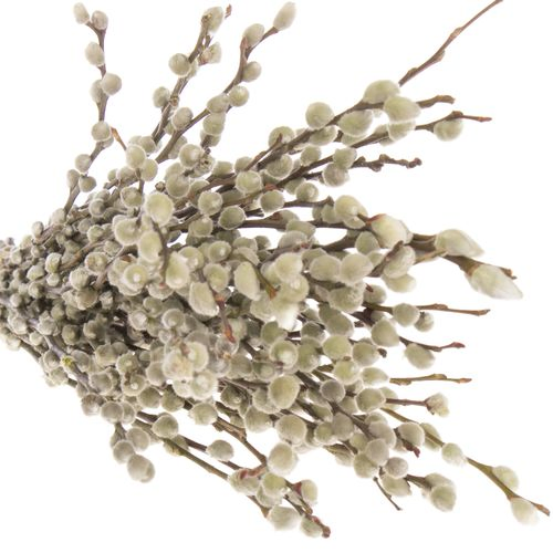 Kätzchen weiss Snowflake 50cm