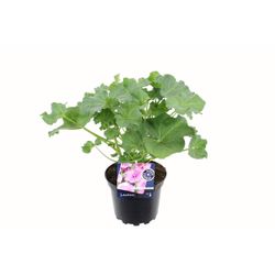 Lavatera Trimestr. Twins T17 H50