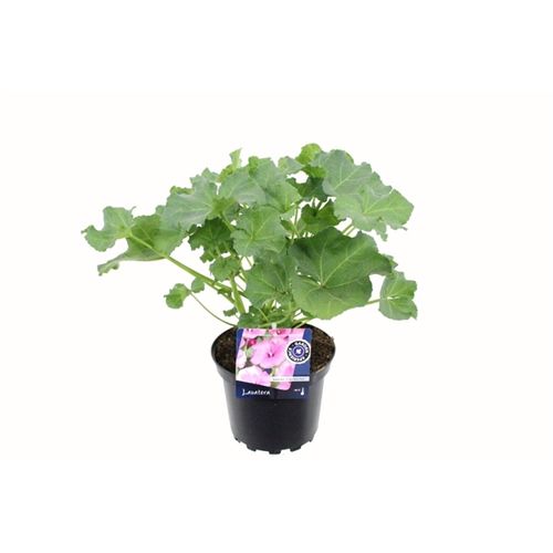 Lavatera Trimestr. Twins T17 H50