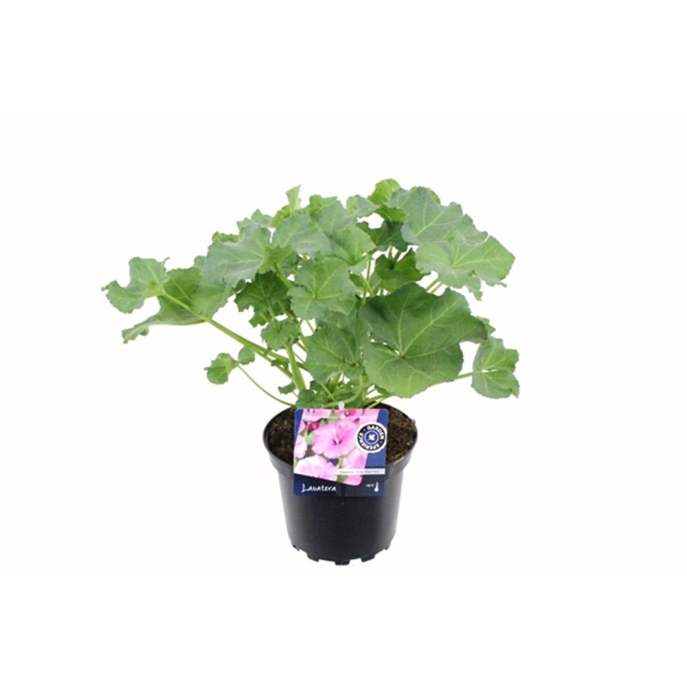 Lavatera Trimestr. Twins T17 H50