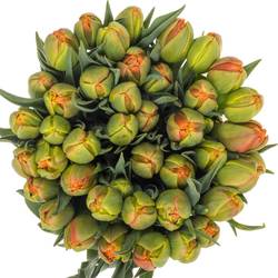 Tulpe orange doppel Icoon 30 Gramm