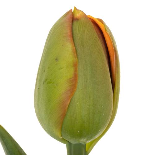 Tulpe orange doppel Icoon 30 Gramm