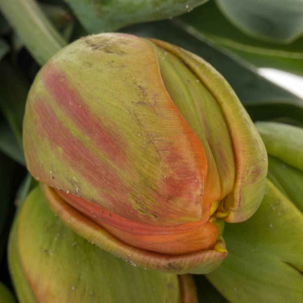 Tulpe orange doppel Icoon 30 Gramm
