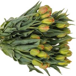 Tulpe orange doppel Icoon 30 Gramm