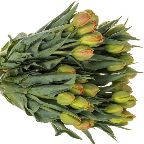 Tulpe orange doppel Icoon 30 Gramm