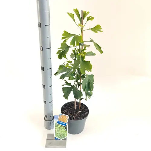 Ginkgo Biloba T17 H070