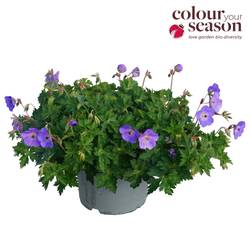 Geranium lila Rozanne T15 H030
