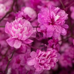 Gyps hot pink grosse Blüte gefärbt