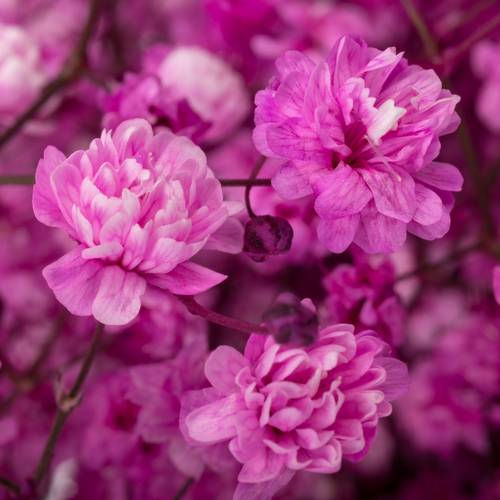 Gyps hot pink grosse Blüte gefärbt