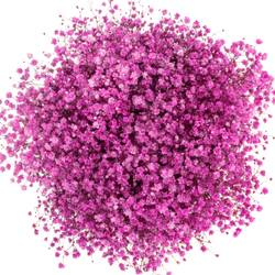 Gyps hot pink grosse Blüte gefärbt