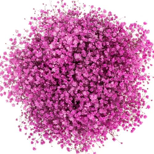 Gyps hot pink grosse Blüte gefärbt