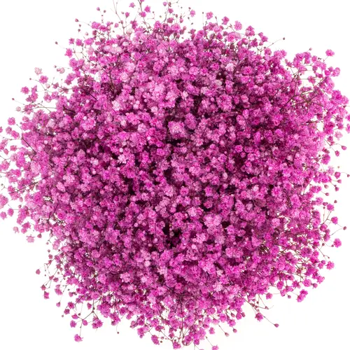 Gyps hot pink grosse Blüte gefärbt