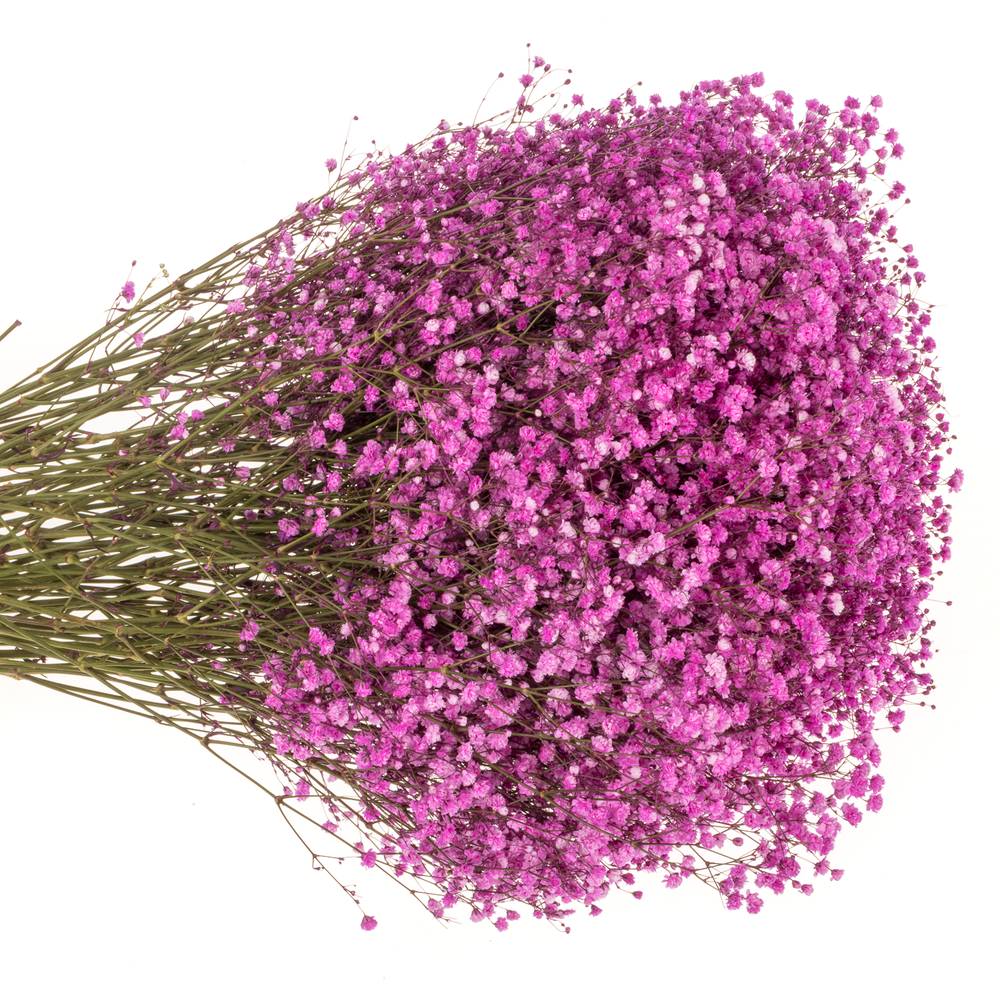 Gyps hot pink grosse Blüte gefärbt