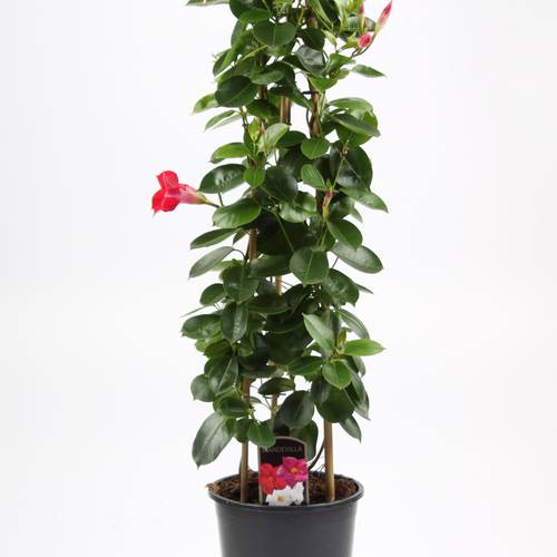 Mandevilla rot T19 H75