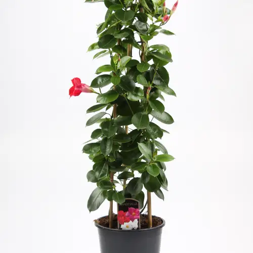 Mandevilla rot T19 H75