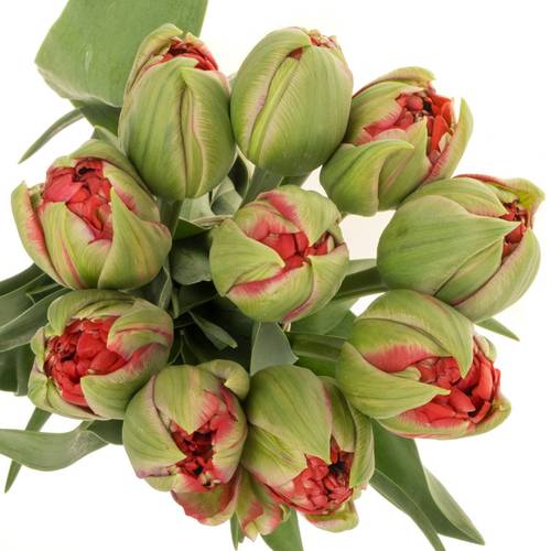 Franz.rot doppel Ballgame 78 Gramm 55cm